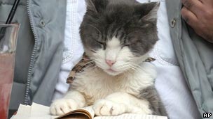a cat reading a book