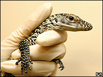 A baby Komodo dragon held by a zookeeper