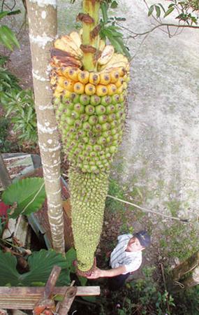 全球吓死人的巨型植物：超级香蕉(组图)