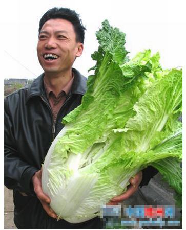 全球吓死人的巨型植物：14公斤的白菜(组图)