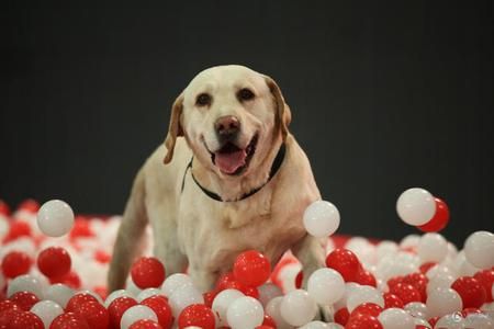 《狗狗冲冲冲》3月12日起进入复赛