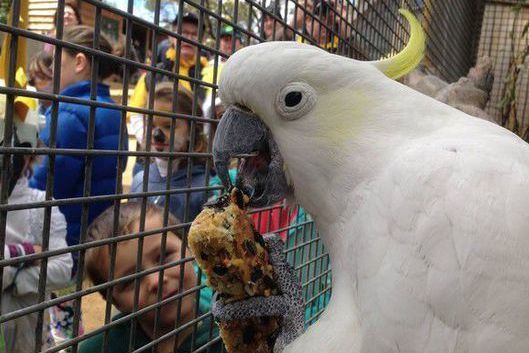 澳洲鹦鹉过百岁生日 英女王亲笔献祝福