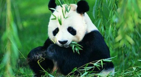 南京大妈动物园前广场舞 大熊猫心律不齐|大熊