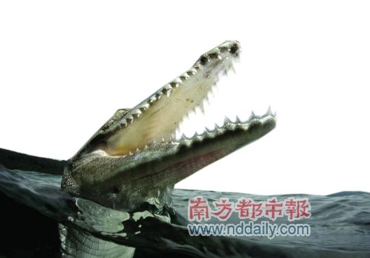 华谊初露巨鳄相