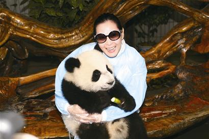 刘若英成都歌唱在即 装扮熊猫眼会熊猫(图)