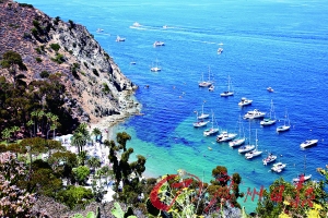 �������ӡ��ޱ�ͻȻ�ɻ鹷�ж���ֱ���ɻ�ֱ��