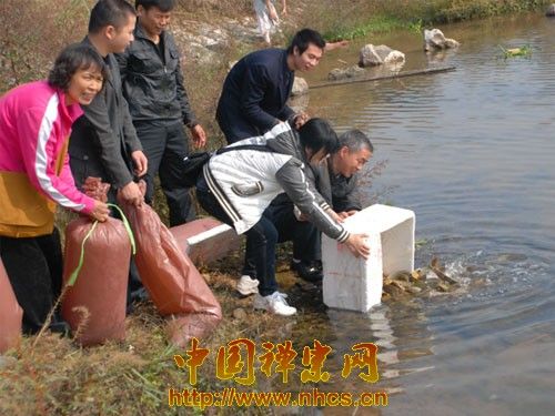 被放生的鱼儿 被放生的鱼儿