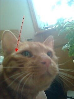 脑洞打开恶搞猫德:我们中出了个 叛徒 -新浪 魔兽 