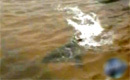 飓风桑迪袭击美国 深海鲨鱼被席卷上岸