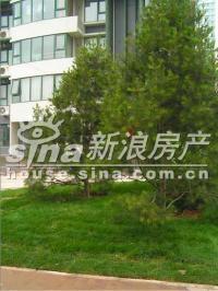 东恒时代二期(TIMES) 实景图 社区绿化实景