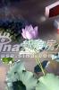 ��ҵ��õ�嶫��  ʵ��ͼ ˮ�кɻ�ʢ��