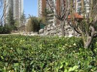 橡树湾(华润上地项目) 实景图 小区环境