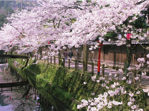 日本樱花开花时间难以预测(图)_日本