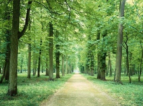 融侨观邸海量天然负离子浸润 老山纯鲜生活_活