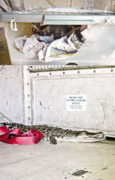澳航飞机托运鳄鱼逃出箱子漫步行李舱(图)|托运