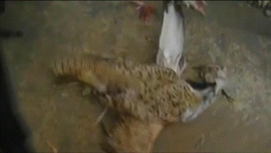 阿富汗警方在法利亚布省北部击落一只携带炸弹装置的鸟(图片来源:《每日邮报》)