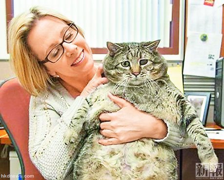 美国大猫体重已超3岁小孩体重需减肥保命(图)