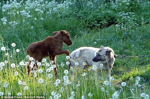 ��ʧ��60�곤������Ѫ����ʲ�׶�������������