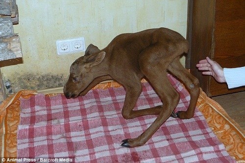 ��ʧ��60�곤������Ѫ����ʲ�׶�������������