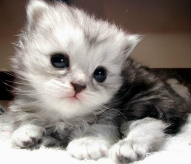 原来瑞士人也吃猫狗:圣诞吃猫肉 香肠用狗肉