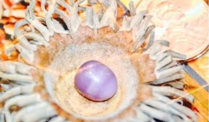 美国一妇女花15美元买蛤蜊吃出4.5克拉紫珍珠