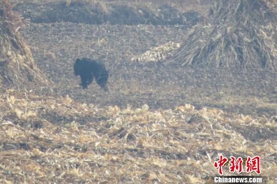 熊贪吃易被毒死美官员提议禁猎人用巧克力诱饵