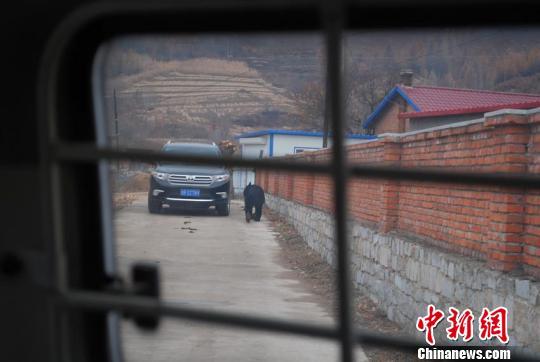熊贪吃易被毒死美官员提议禁猎人用巧克力诱饵