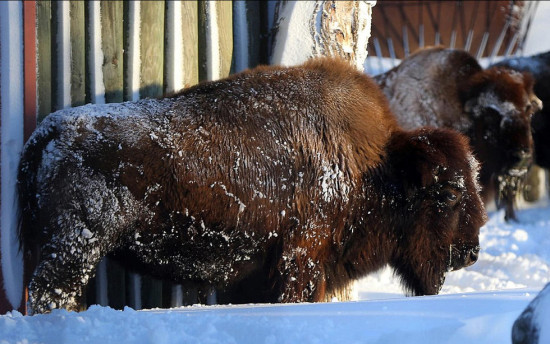 英媒：强风暴雪来袭美宣布进入紧急状态