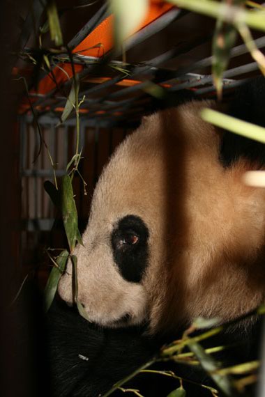 图文：国宝大熊猫开始吃竹子