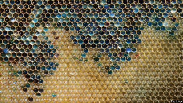 A coloured honeycomb from a beehive in Ribeauville, France.