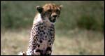 A cheetah