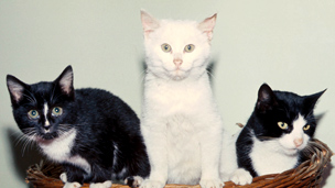 Three cats, BBC image