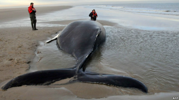 A stranded whale on a beach