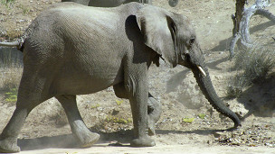 a Namibian elephant, BBC image