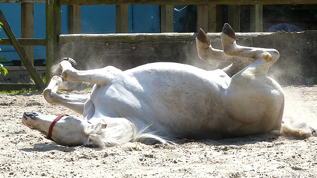 A white horse rolling on its back