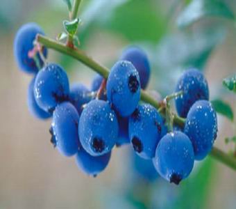 办公族常吃蓝莓可缓解眼睛疲劳干涩(图)