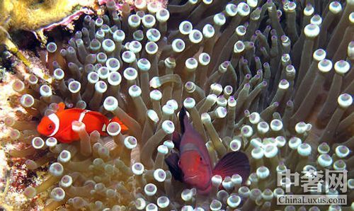 Ǳˮʤ����ѻ�� 