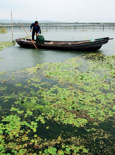 为了不让水藻太过繁茂，太湖的蟹农大多定期清理淤泥