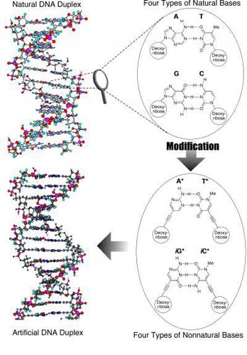 ձѧƳ׸DNA