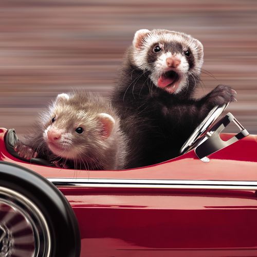 2010版雪貂年历出炉 化身美国总统逗趣可爱(图)(3)_新浪女性_新浪网