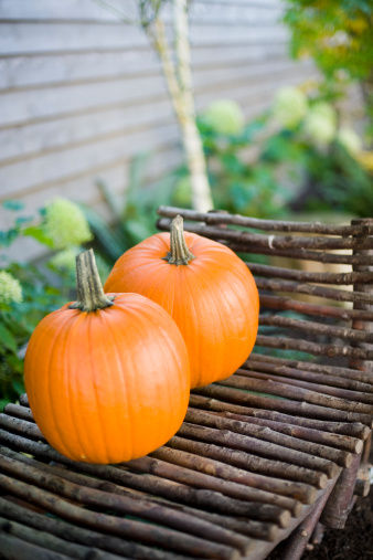 南瓜味，助勃起