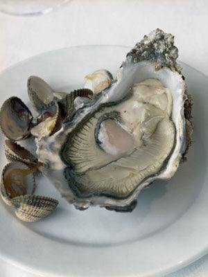 贝壳类动物补精效果好