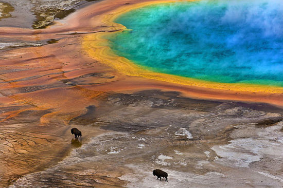 ӰʦLukas Gawenda ƷƣBisons on Grand Prismatic Spring(USA) 飺ʯҹ԰⾵Ȫ 