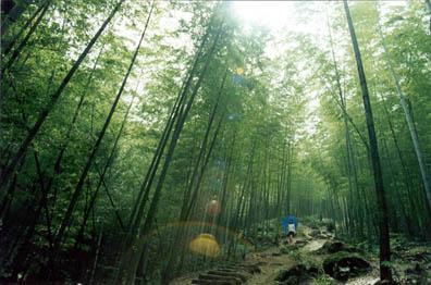 重庆茶山竹海国家森林公园