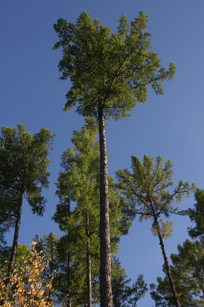 ���ɲ�ԭ·�����л���