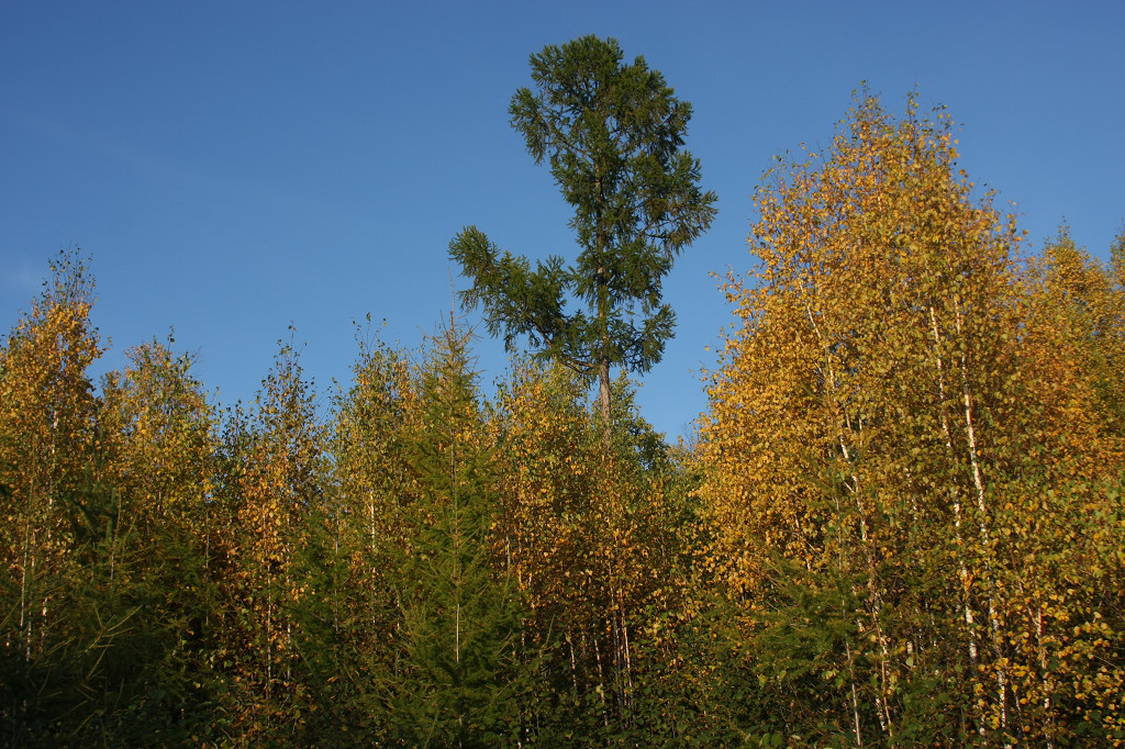 ���ɲ�ԭ·�����л���