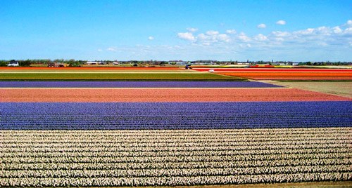 荷兰风情节日:郁金香花节