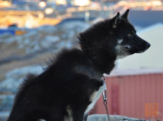 In Greenland rare black husky