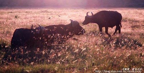 Africa Buffalo