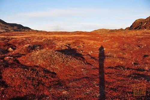 Under the setting sun, plants that are small, so conspicuous red with